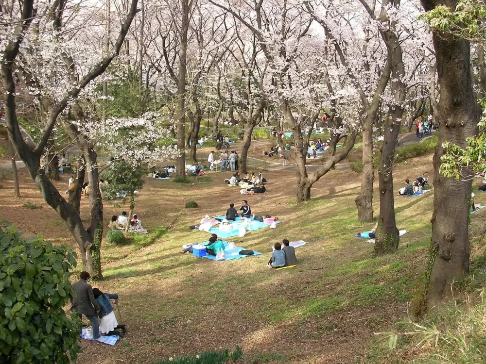 三ツ沢公園