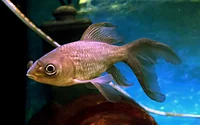 高千穂峡淡水魚水族館