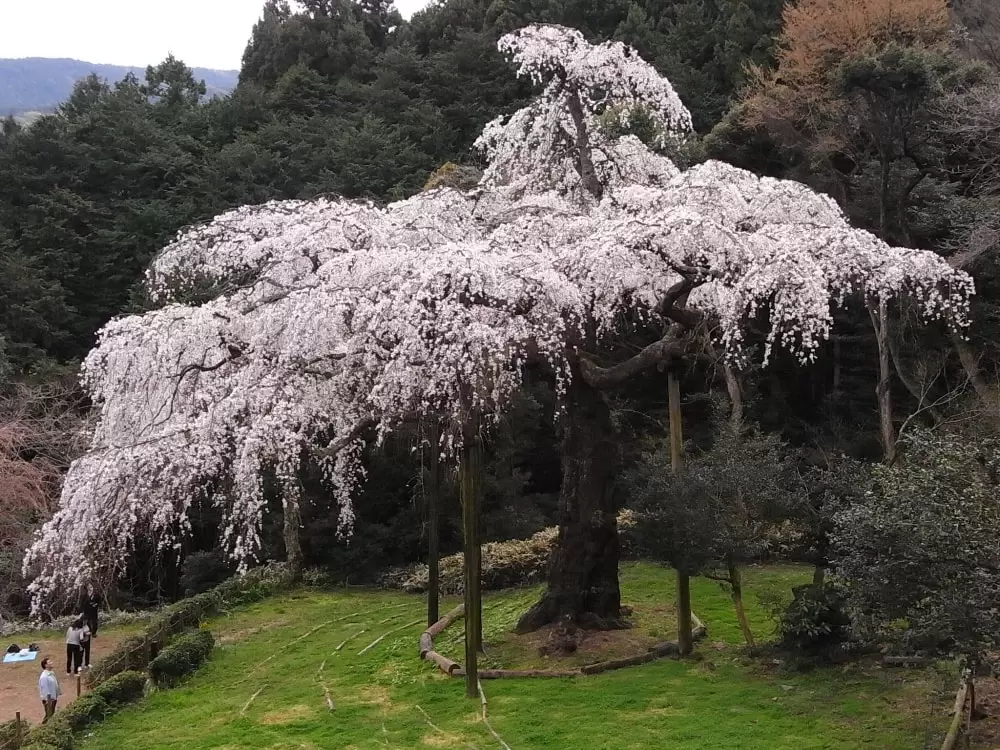 長興山　紹太寺