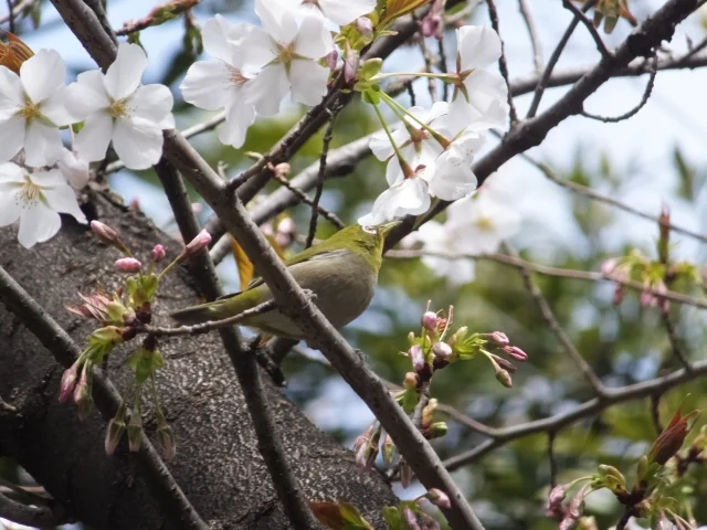 蚕糸の森公園の写真4