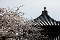 本妙寺