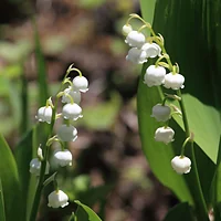 くじゅう野の花の郷