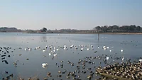 多々良沼