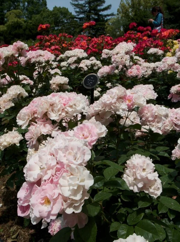 靭公園の写真8