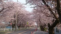 鍋田川堤の桜並木