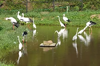 兵庫県立コウノトリの郷公園