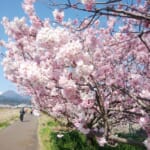 南足柄-富士フィルム裏の桜並木「春木径・幸せ道」の桜開花状況と駐車場について