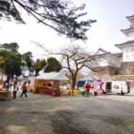 小田原城址公園の桜開花状況と混雑・駐車場について