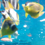 【クーポン】雨の日はここ、都内近郊でおすすめの水族館３選