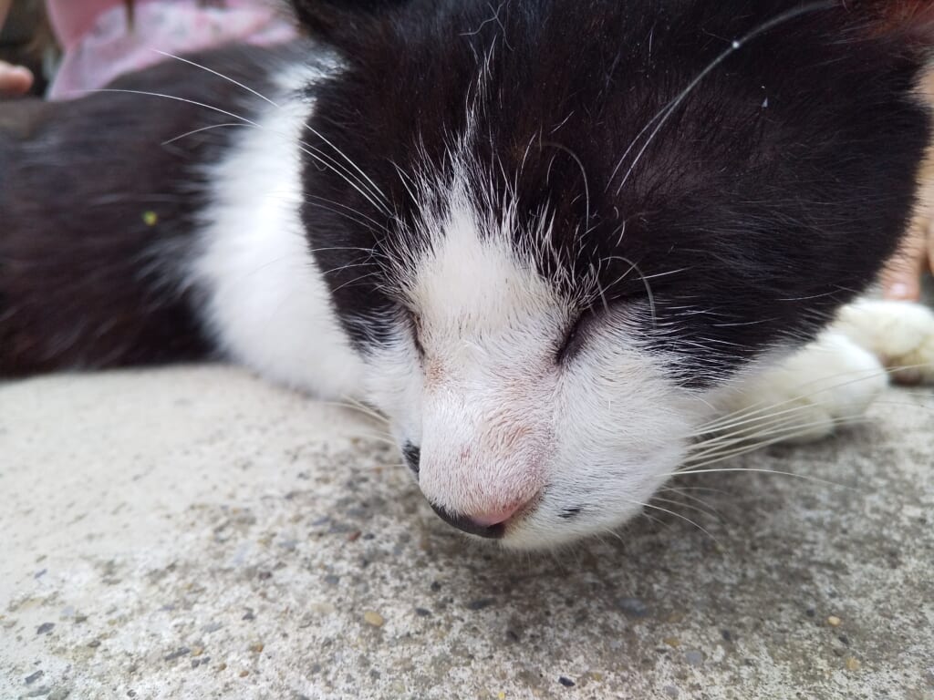 鋸山の猫
