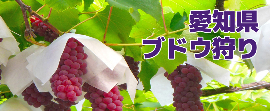 愛知県のブドウ狩り