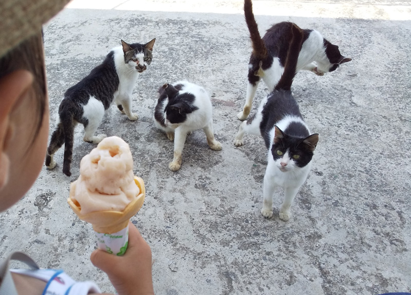 ソフトアイスを狙って来る猫