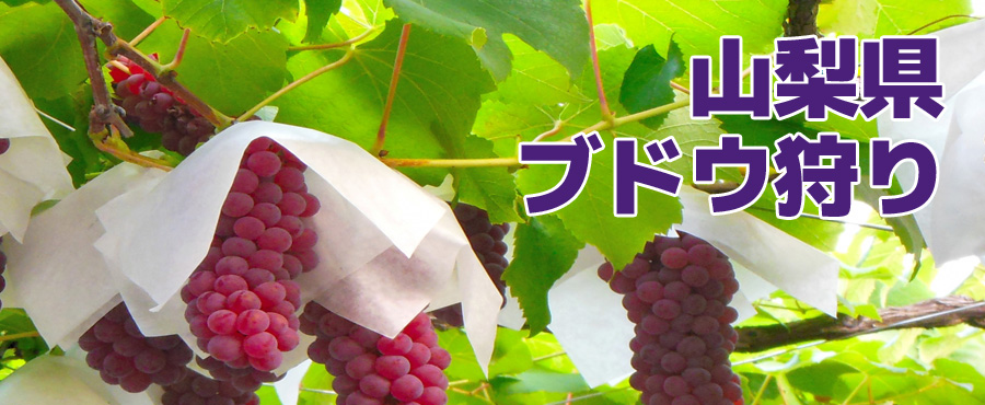 割引あり 山梨と言えばブドウ狩り オススメのフルーツ農園８選 お出かけクーポン情報 タビワザ