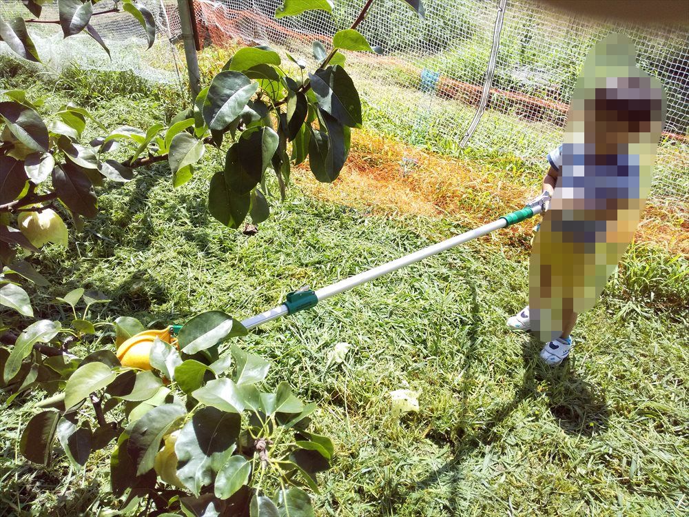 中込農園で梨狩り：高い所のナシを取る器具