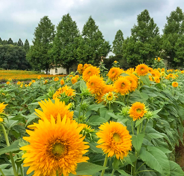 こもれび森のイバライドで　遅咲きのひまわり